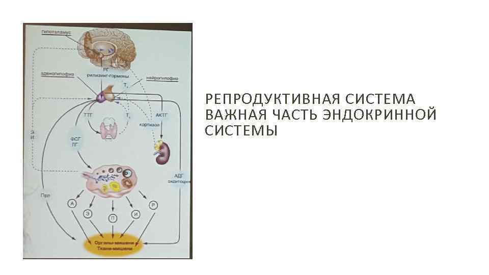 РЕПРОДУКТИВНАЯ СИСТЕМА ВАЖНАЯ ЧАСТЬ ЭНДОКРИННОЙ СИСТЕМЫ 