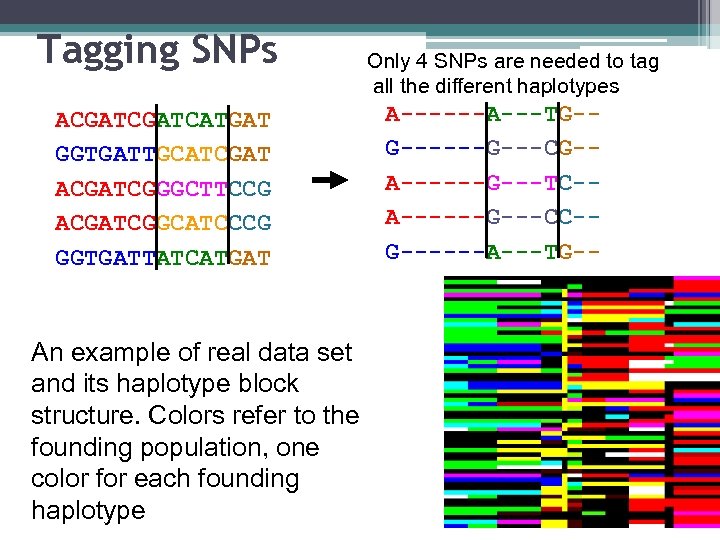 Tagging SNPs ACGATCATGAT GGTGATTGCATCGAT ACGATCGGGCTTCCG ACGATCGGCATCCCG GGTGATTATCATGAT An example of real data set and