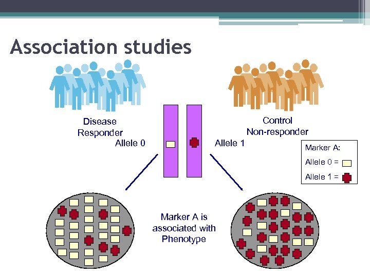 Association studies Disease Responder Allele 0 Control Non-responder Allele 1 Marker A: Allele 0