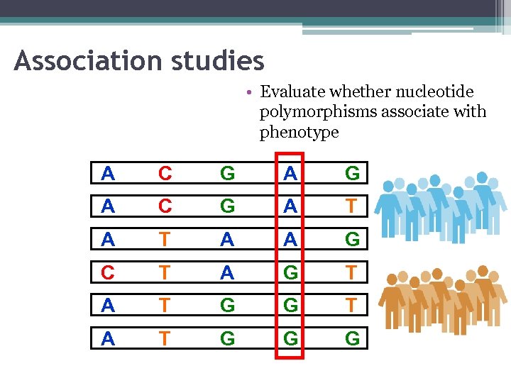 Association studies • Evaluate whether nucleotide polymorphisms associate with phenotype A C G A