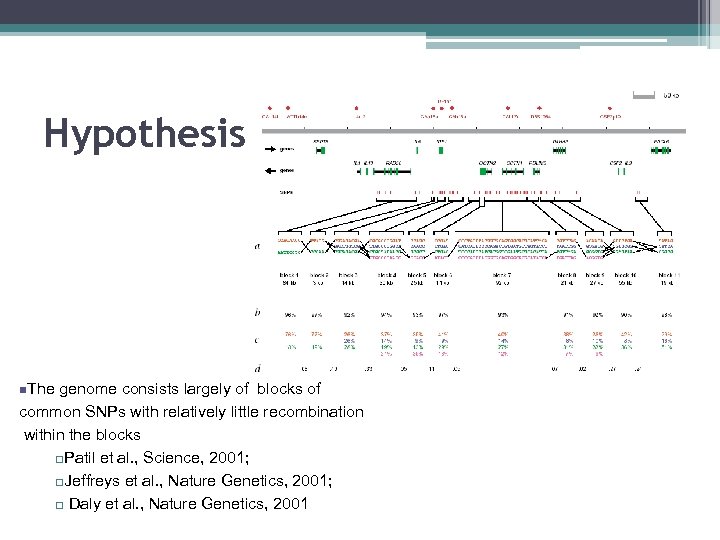 Hypothesis – Haplotype Blocks? n. The genome consists largely of blocks of common SNPs