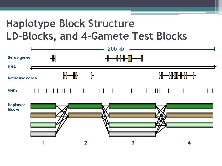 Haplotype Block Structure LD-Blocks, and 4 -Gamete Test Blocks 200 kb Sense genes DNA