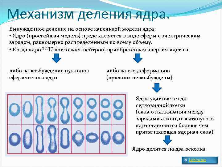 Механизм деления ядра. Вынужденное деление на основе капельной модели ядра: • Ядро (простейшая модель)