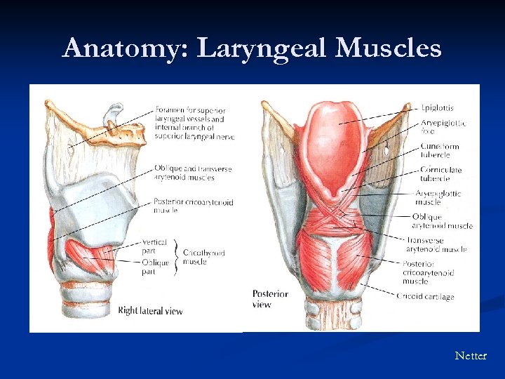 Anatomy: Laryngeal Muscles Netter 