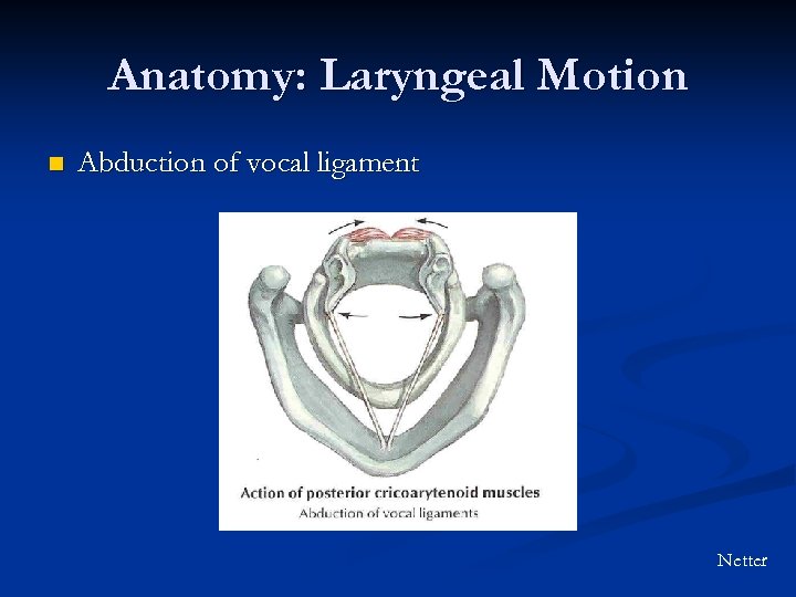 Anatomy: Laryngeal Motion n Abduction of vocal ligament Netter 