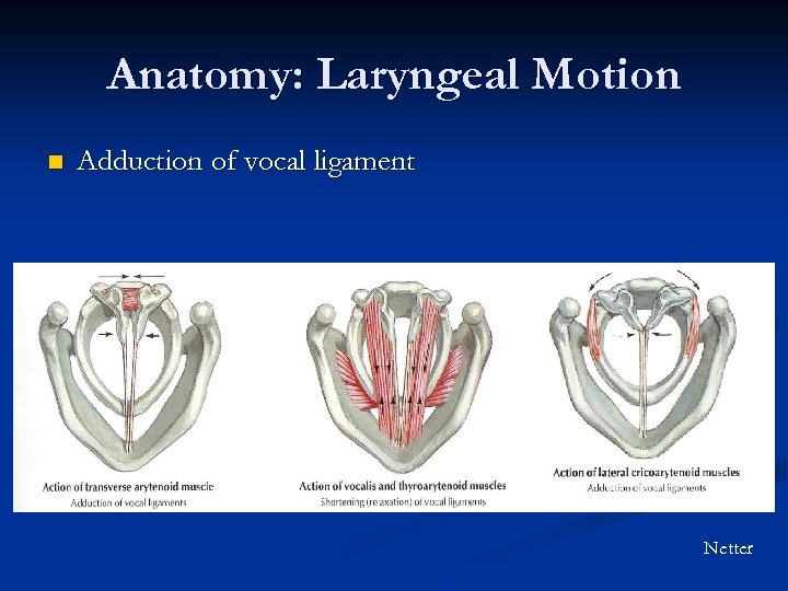 Anatomy: Laryngeal Motion n Adduction of vocal ligament Netter 