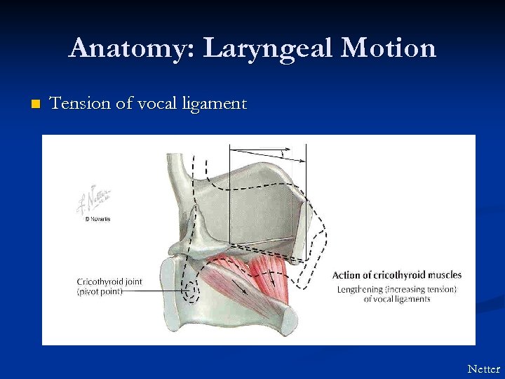 Anatomy: Laryngeal Motion n Tension of vocal ligament Netter 