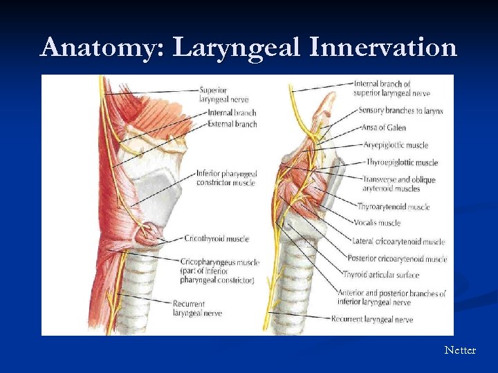 Anatomy: Laryngeal Innervation Netter 