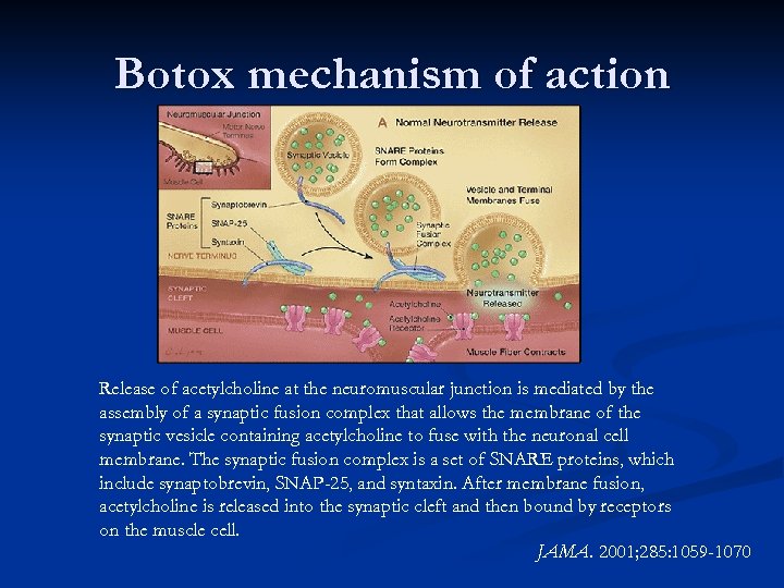 Botox mechanism of action Release of acetylcholine at the neuromuscular junction is mediated by
