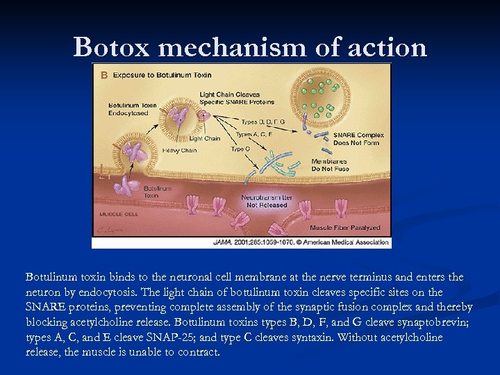 Botox mechanism of action Botulinum toxin binds to the neuronal cell membrane at the
