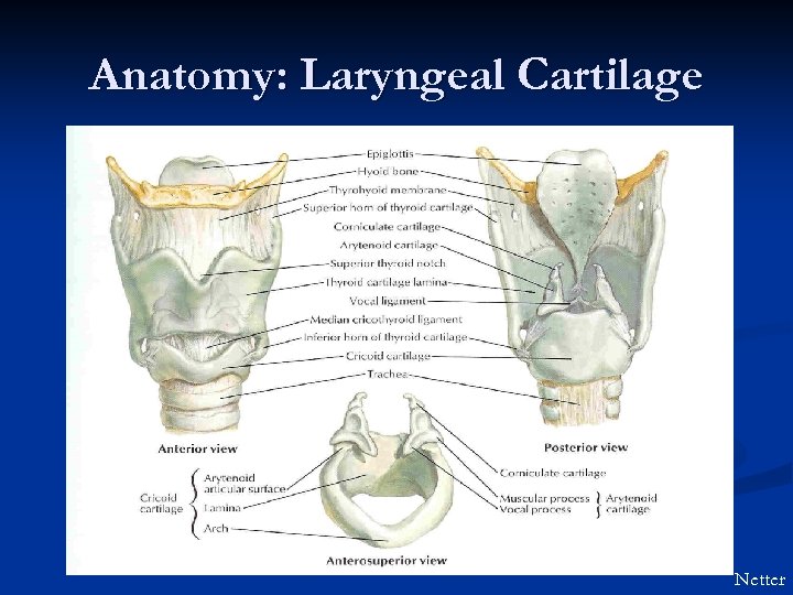 Anatomy: Laryngeal Cartilage Netter 