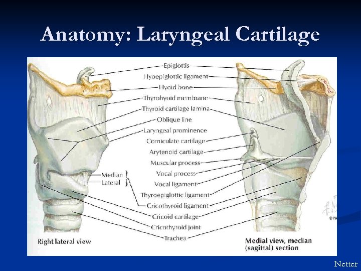 Anatomy: Laryngeal Cartilage Netter 