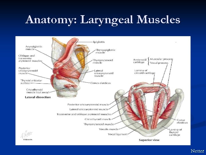 Anatomy: Laryngeal Muscles Netter 
