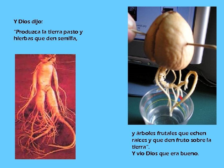 Y Dios dijo: “Produzca la tierra pasto y hierbas que den semilla, y árboles