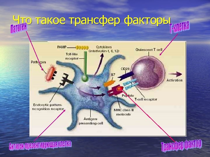 Что такое трансфер факторы 