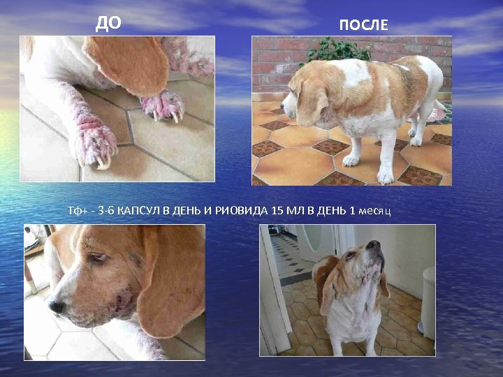 ДО ПОСЛЕ Тф+ - 3 -6 КАПСУЛ В ДЕНЬ И РИОВИДА 15 МЛ В