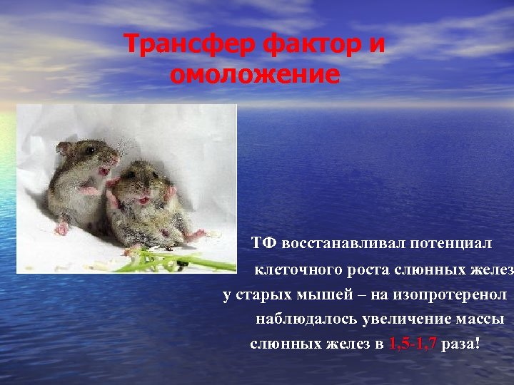 Трансфер фактор и омоложение ТФ восстанавливал потенциал клеточного роста слюнных желез у старых мышей