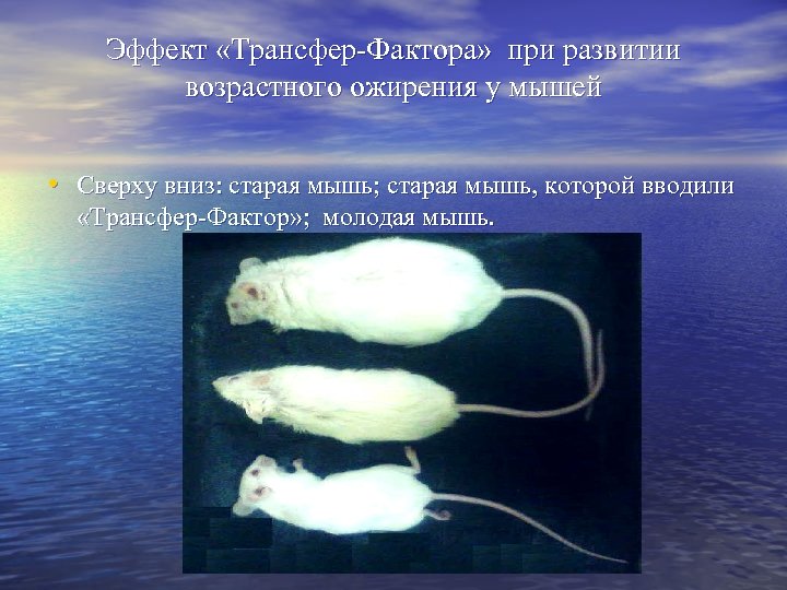 Эффект «Трансфер-Фактора» при развитии возрастного ожирения у мышей • Сверху вниз: старая мышь; старая