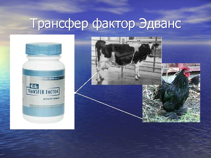 Трансфер фактор Эдванс 