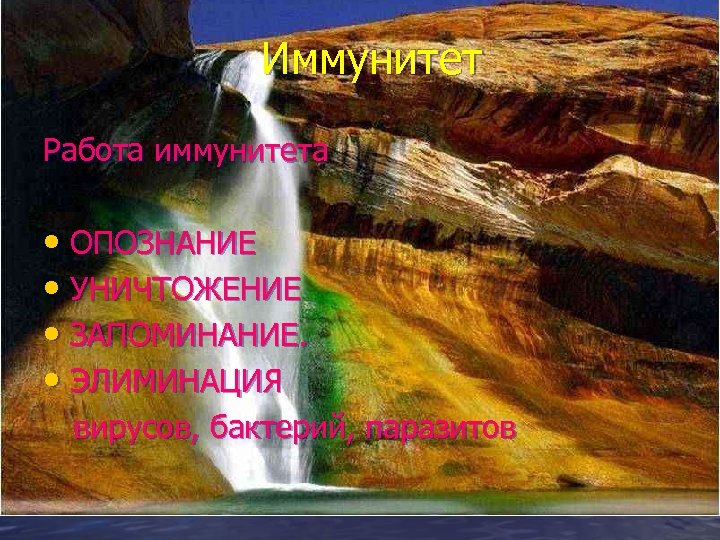 Иммунитет Работа иммунитета • ОПОЗНАНИЕ • УНИЧТОЖЕНИЕ • ЗАПОМИНАНИЕ. • ЭЛИМИНАЦИЯ вирусов, бактерий, паразитов