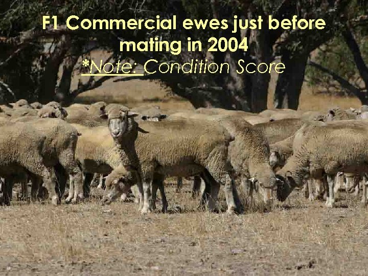 F 1 Commercial ewes just before mating in 2004 *Note: Condition Score 
