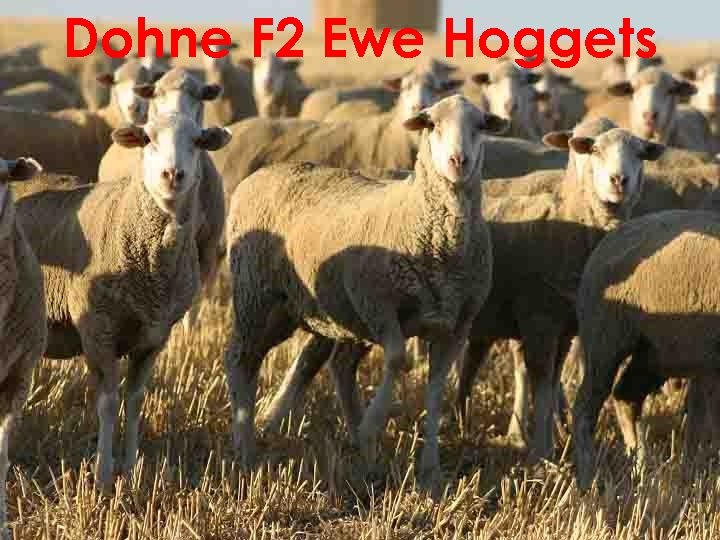 Dohne F 2 Ewe Hoggets 