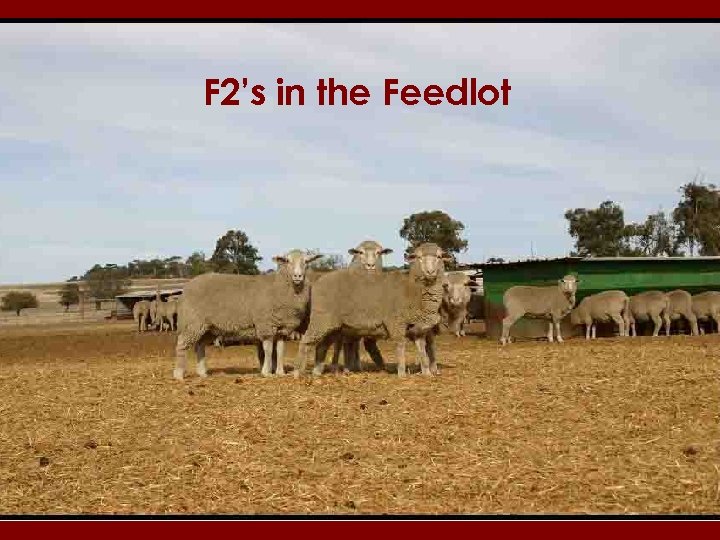 F 2’s in the Feedlot 