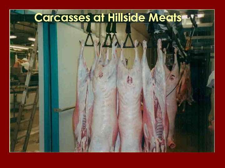 Carcasses at Hillside Meats 