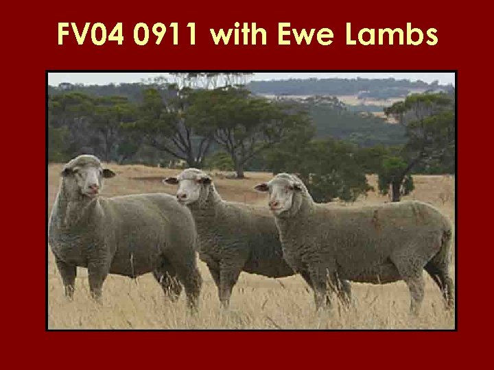 FV 04 0911 with Ewe Lambs 