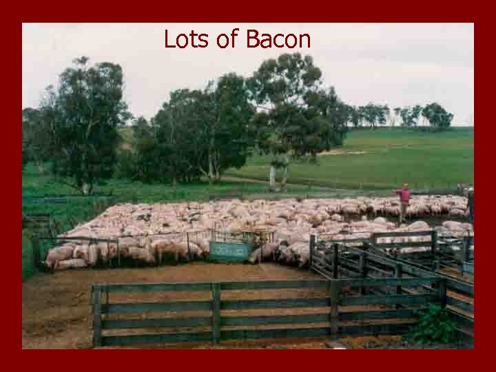 Lots of Bacon 