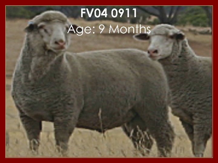 FV 04 0911 Age: 9 Months 