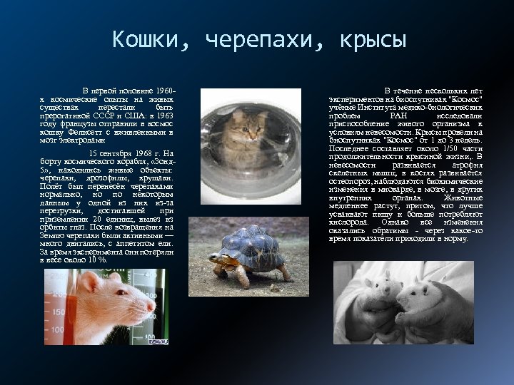 Кошки, черепахи, крысы В первой половине 1960 х космические опыты на живых существах перестали