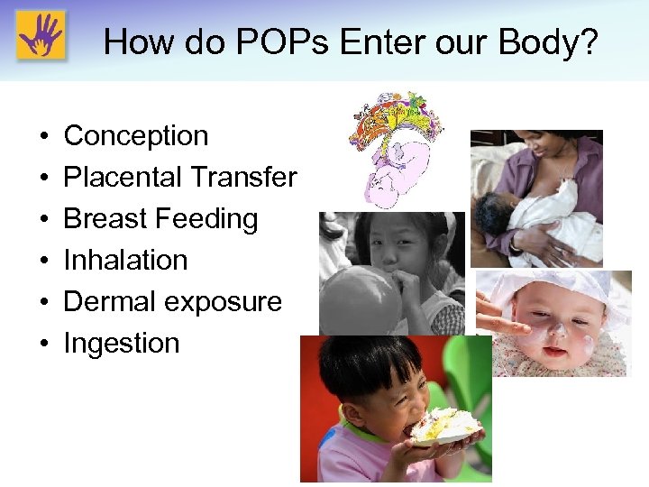 How do POPs Enter our Body? • • • Conception Placental Transfer Breast Feeding
