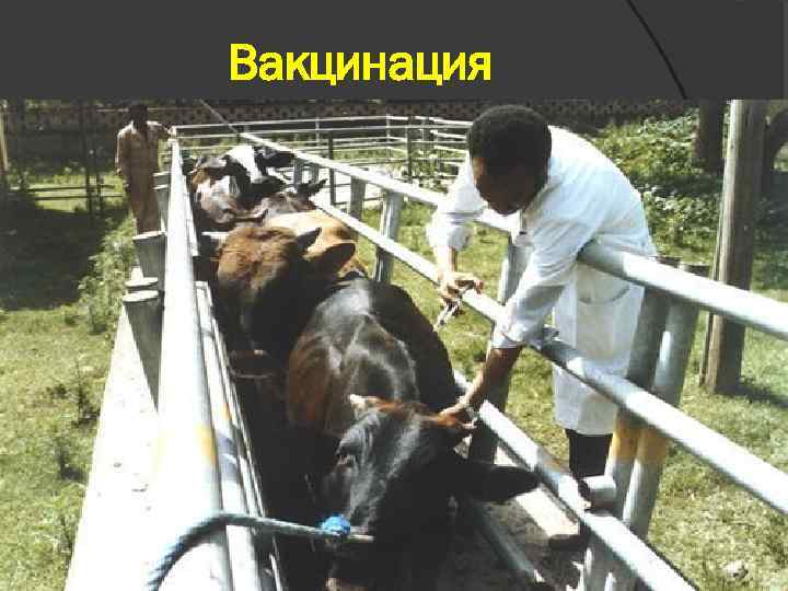Вакцинация 