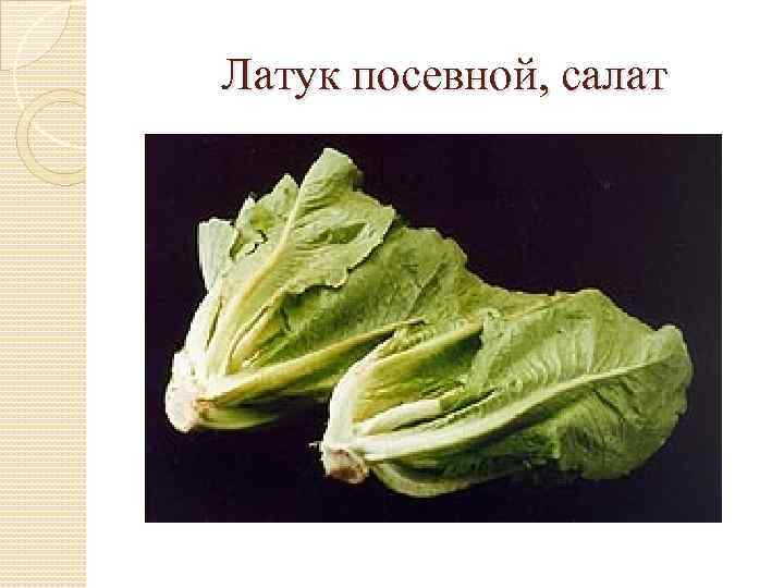 Латук посевной, салат 
