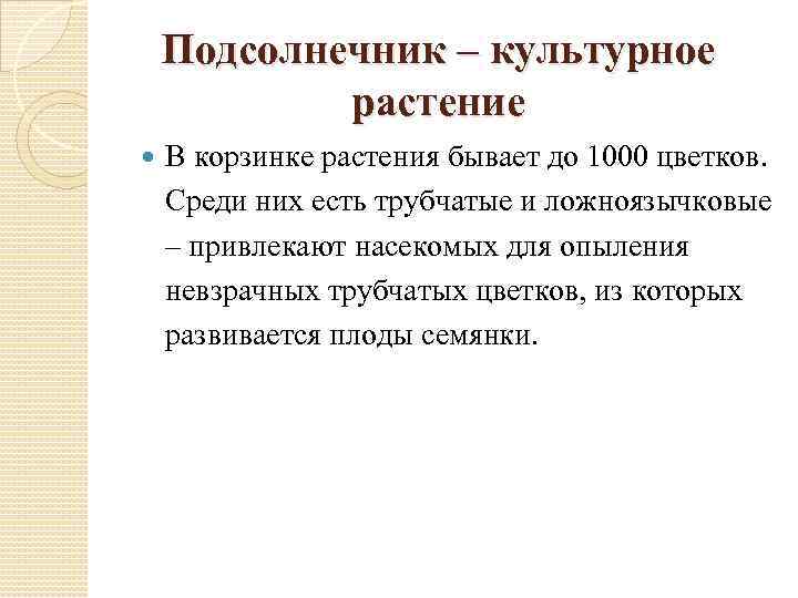 Подсолнечник – культурное растение В корзинке растения бывает до 1000 цветков. Среди них есть