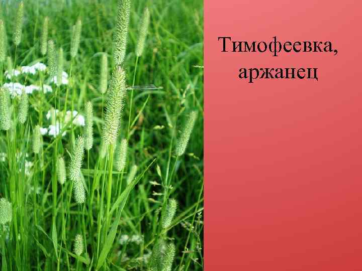 Трава тимофеевка фото и описание