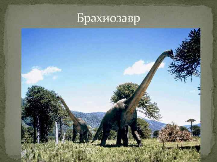 Брахиозавр 
