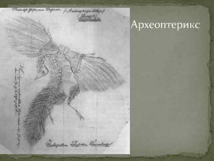 Археоптерикс 