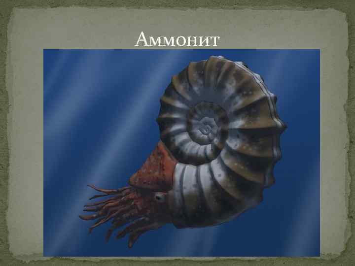 Аммонит 