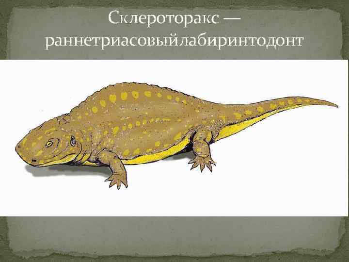 Склероторакс — раннетриасовыйлабиринтодонт 