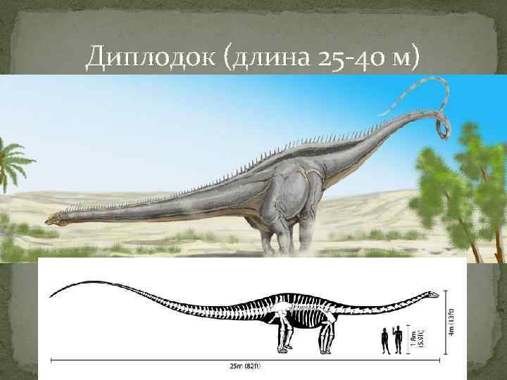 Диплодок (длина 25 -40 м) 