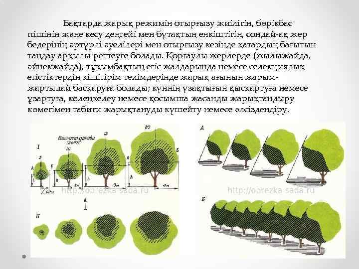Бақтарда жарық режимін отырғызу жиілігін, бөрікбас пішінін және кесу деңгейі мен бұтақтың енкіштігін, сондай-ақ