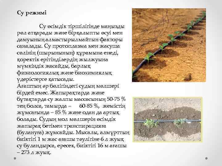 Су режимі Су өсімдік тіршілігінде маңызды рөл атқарады және бірқалыпты өсуі мен дамуының алмастырылмайтын