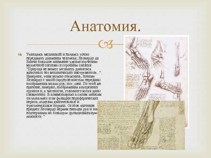 Анатомия. Увлекаясь механикой и пытаясь точно передавать движения человека, Леонардо да Винчи большое внимание