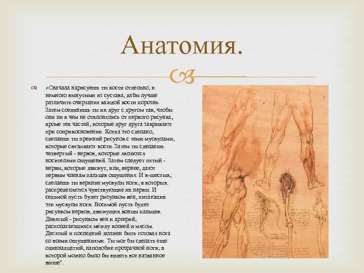  Анатомия. «Сначала нарисуешь ты кости отдельно, и немного вынутыми из сустава, дабы лучше