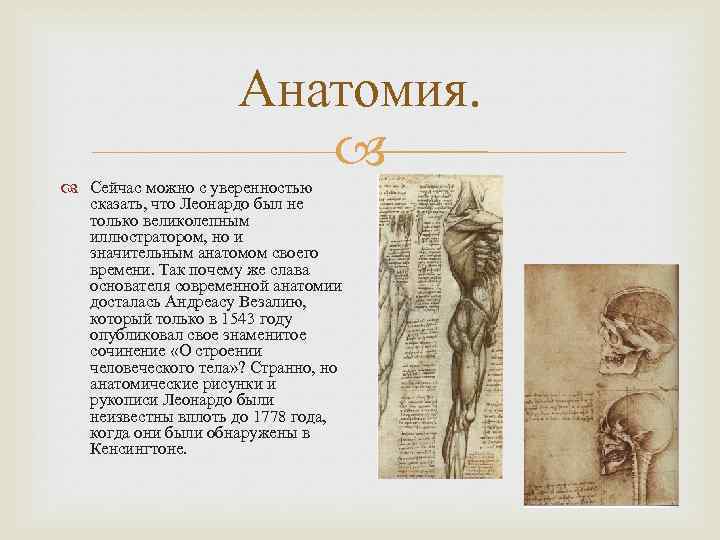 Анатомия. Сейчас можно с уверенностью сказать, что Леонардо был не только великолепным иллюстратором, но