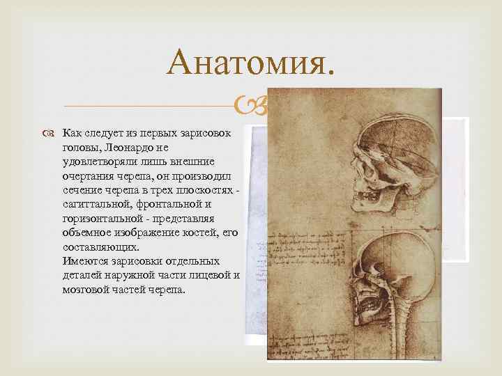Анатомия. Как следует из первых зарисовок головы, Леонардо не удовлетворяли лишь внешние очертания черепа,