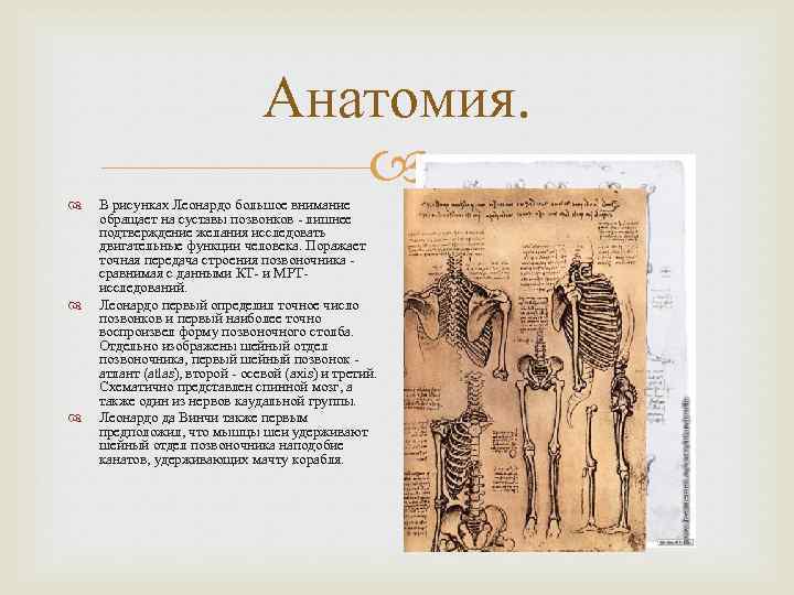 Анатомия. В рисунках Леонардо большое внимание обращает на суставы позвонков - лишнее подтверждение желания