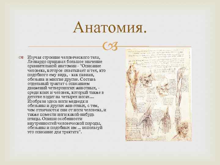 Анатомия. Изучая строение человеческого тела, Леонардо придавал большое значение сравнительной анатомии - 